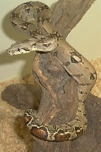 Zalbeth