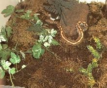 Blood Python