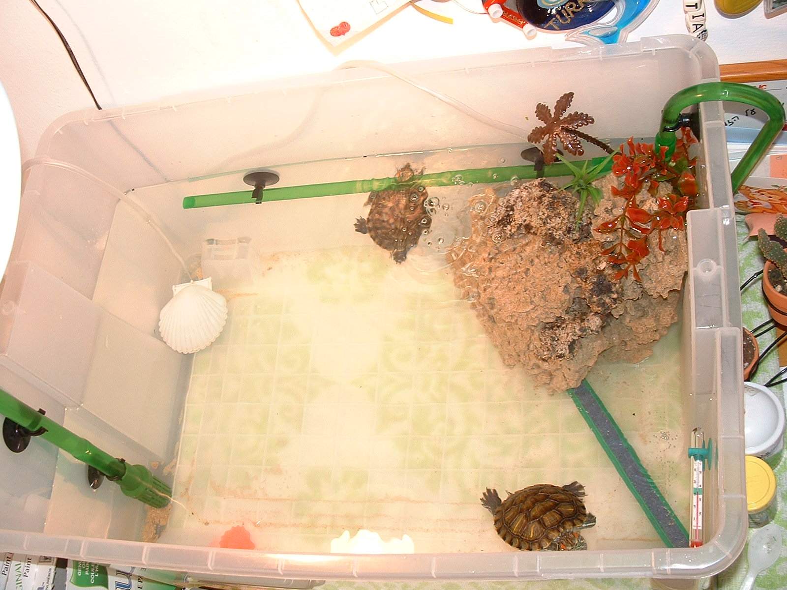 New basking area #2