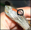 White patch on neck 2