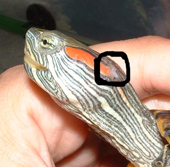 White patch on neck 2