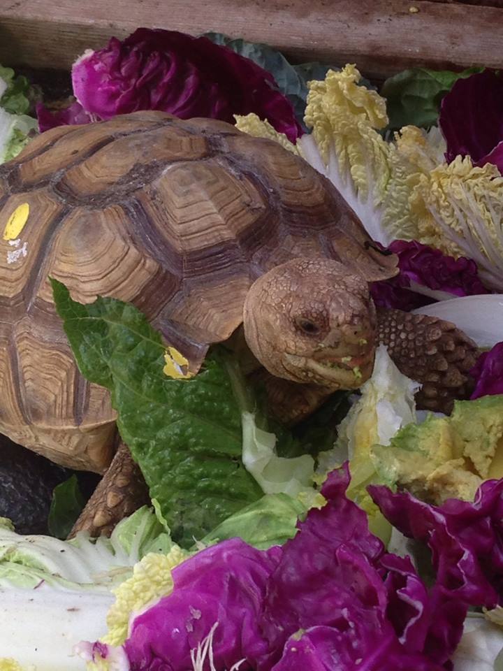 Henrietta my tortoise in her summer home