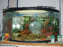 New Tank