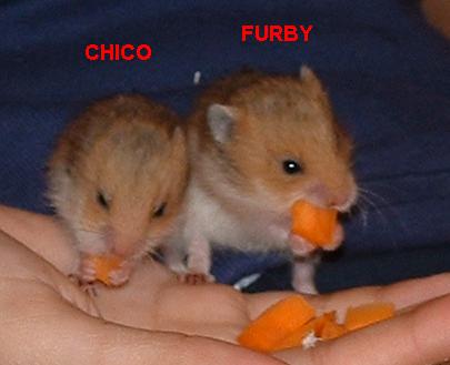 Furby & Chico