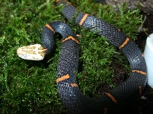 One of my Fea Vipers