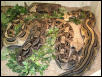 Bitis g. gabonica Group