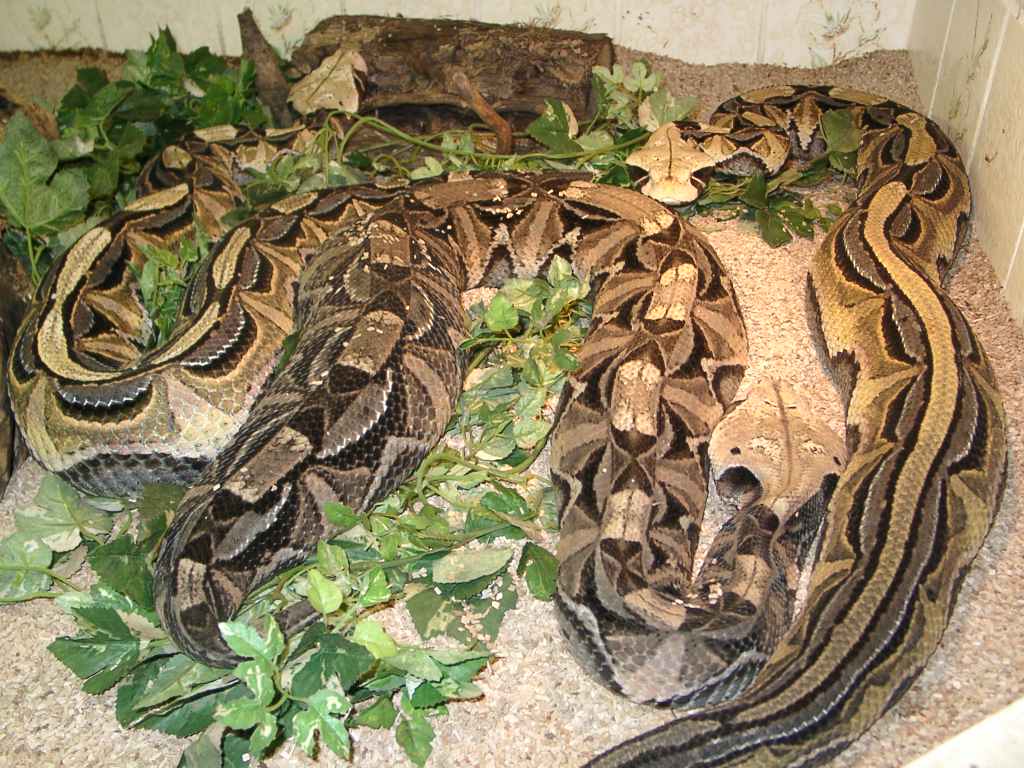 Bitis g. gabonica Group