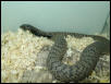 Grey banded Rinkhals male