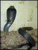 Black Moroccon Cobra