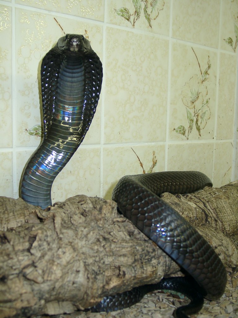 Black Moroccon Cobra