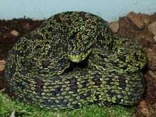 Protobothrops jerdoni xanthomelas