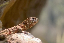 Chinese Crocodile Lizard 1