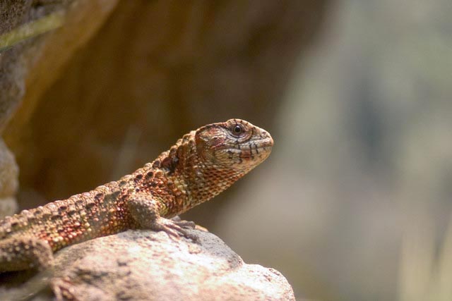 Chinese Crocodile Lizard 1