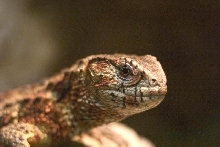 Chinese Crocodile Lizard Closeup