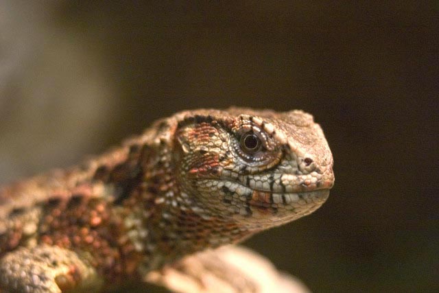 Chinese Crocodile Lizard Closeup