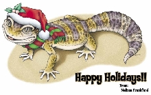 Holiday Gecko