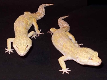 New Leo. What Morph?