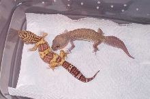 My New Leos