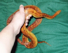 Opie