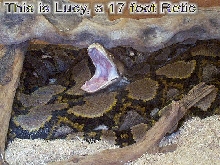 LUCY  "Big Lou"