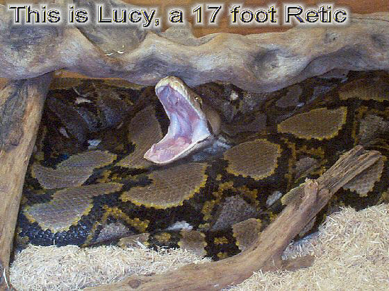 LUCY  "Big Lou"