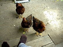 My beautiful chickens!