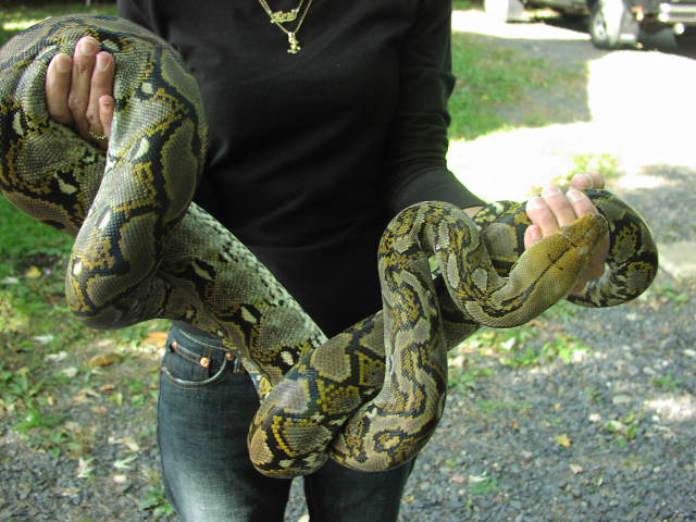 Yellowhead Retic