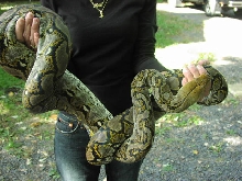 Yellowhead Retic