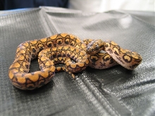 New Rainbow Boa