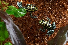 D. variabilis