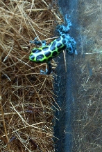 D. variabilis