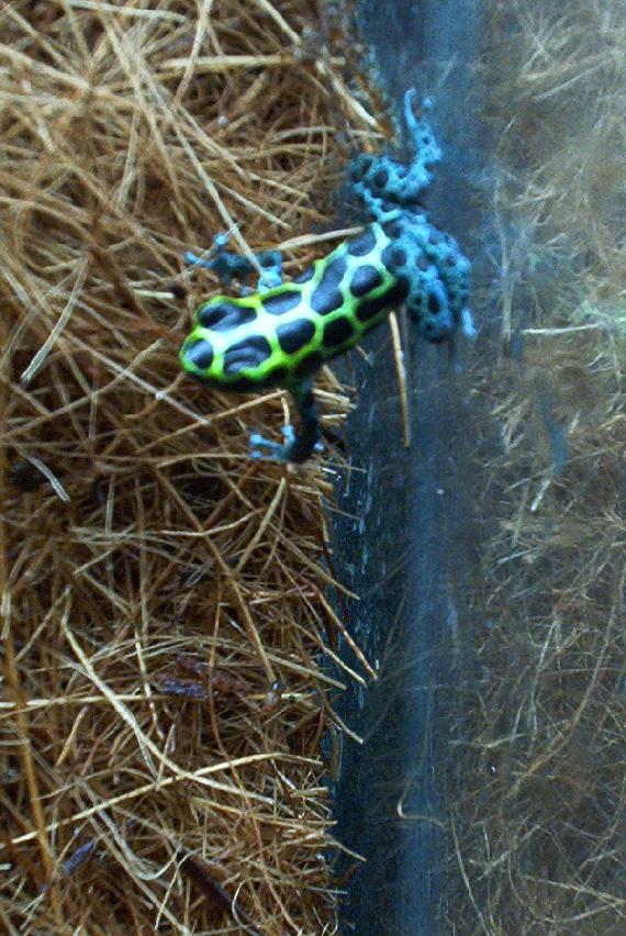 D. variabilis