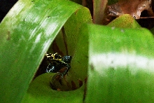 D. variabilis