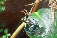 D. variabilis