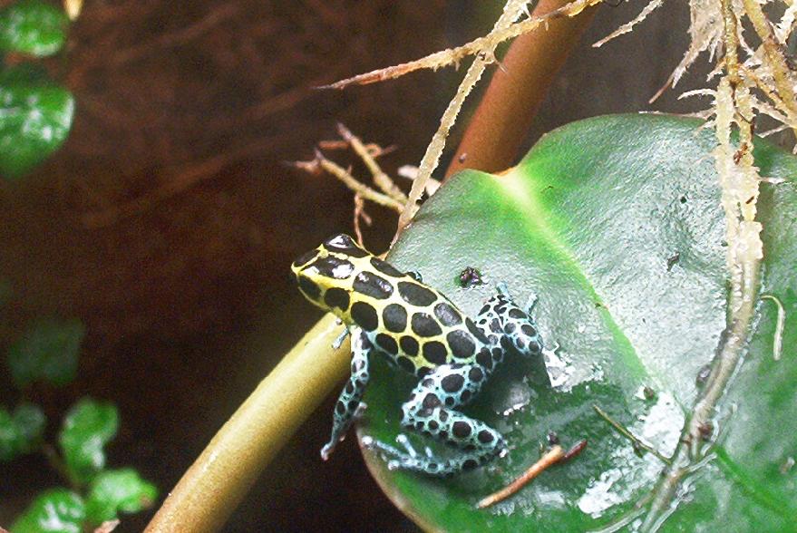 D. variabilis