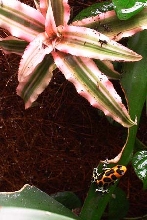 intermedius