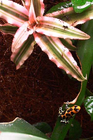 intermedius