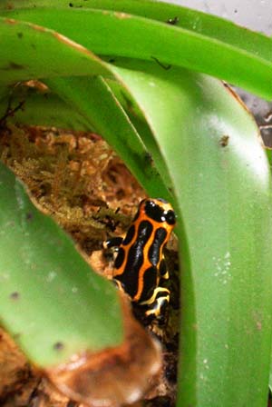 intermedius
