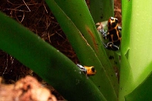 intermedius