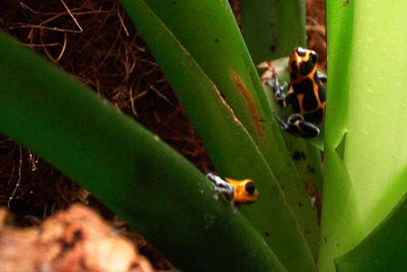 intermedius