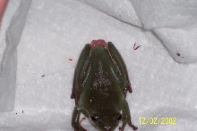 Sick Green Tree Frog