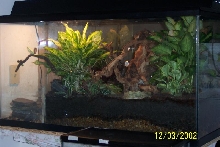 Tree Frog Setup