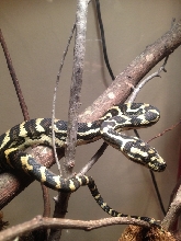 Carpet Python