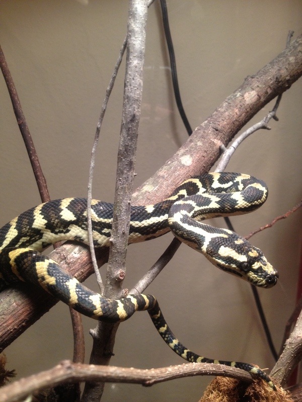 Carpet Python