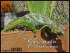 Male quadricornis2