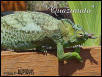 Male quadricornis1
