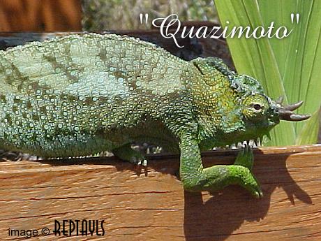 Male quadricornis1