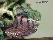 Roxxy - Nosy Be female