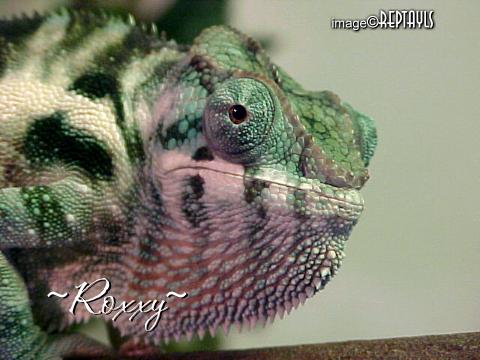 Roxxy - Nosy Be female