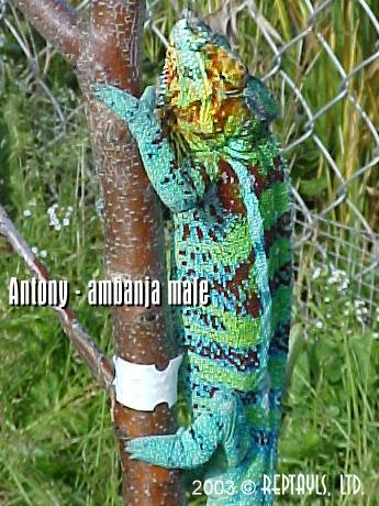 Antony - 1